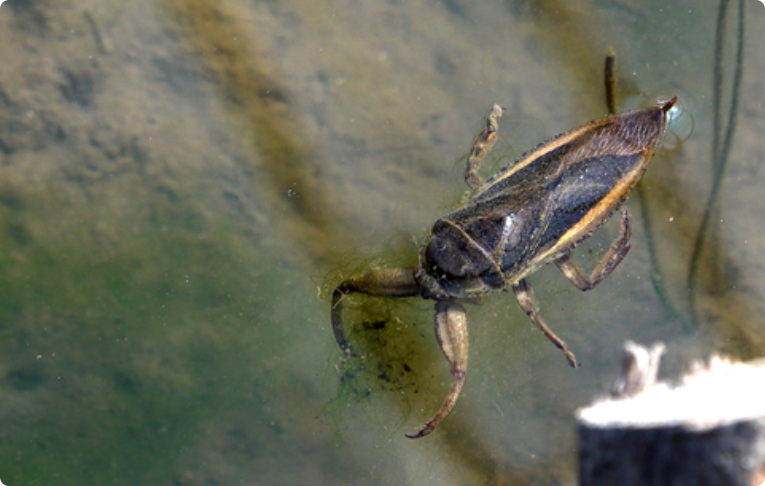 Class II Endangered Species Insect Giant water bug